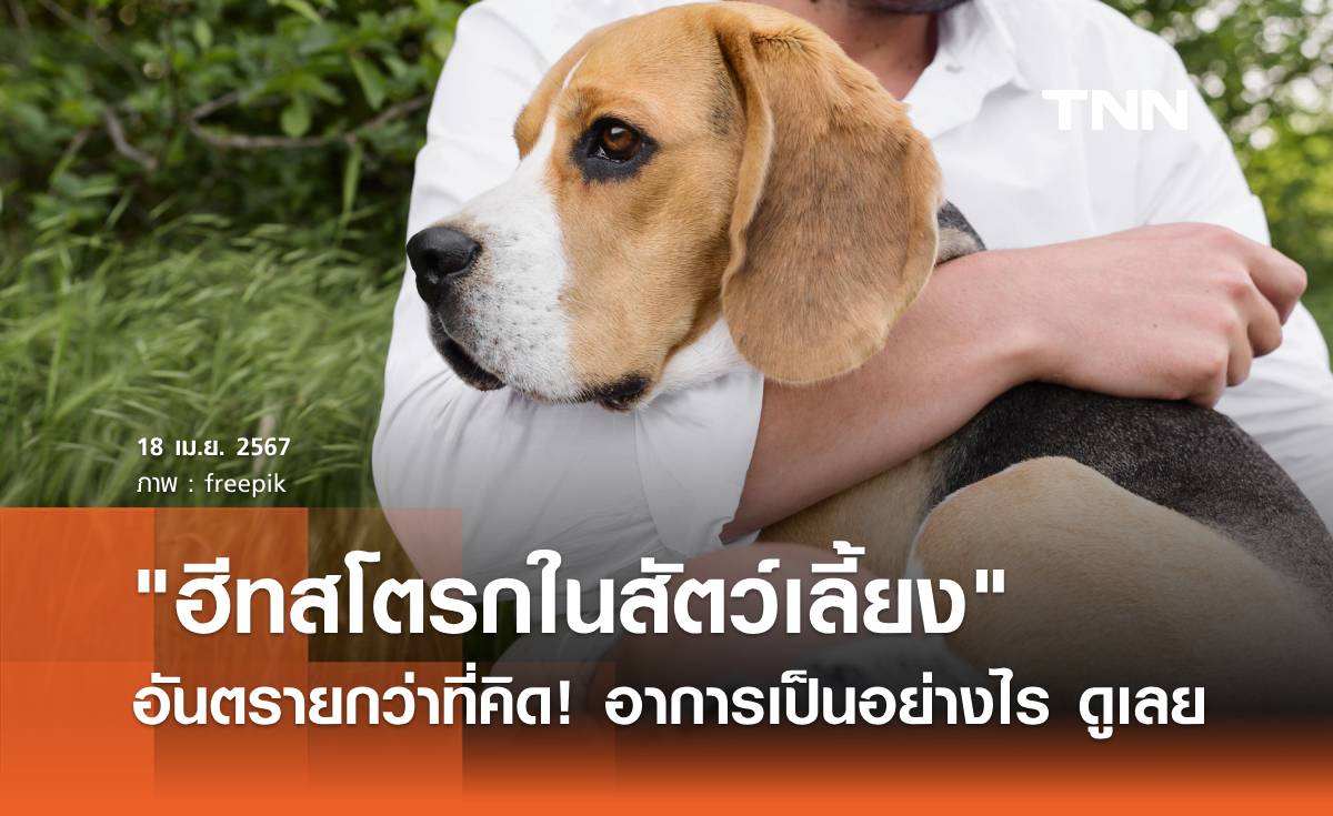 อันตรายกว่าที่คิด! เปิดอาการ "ฮีทสโตรกในสัตว์เลี้ยง" แบบไหนที่ต้องระวัง?