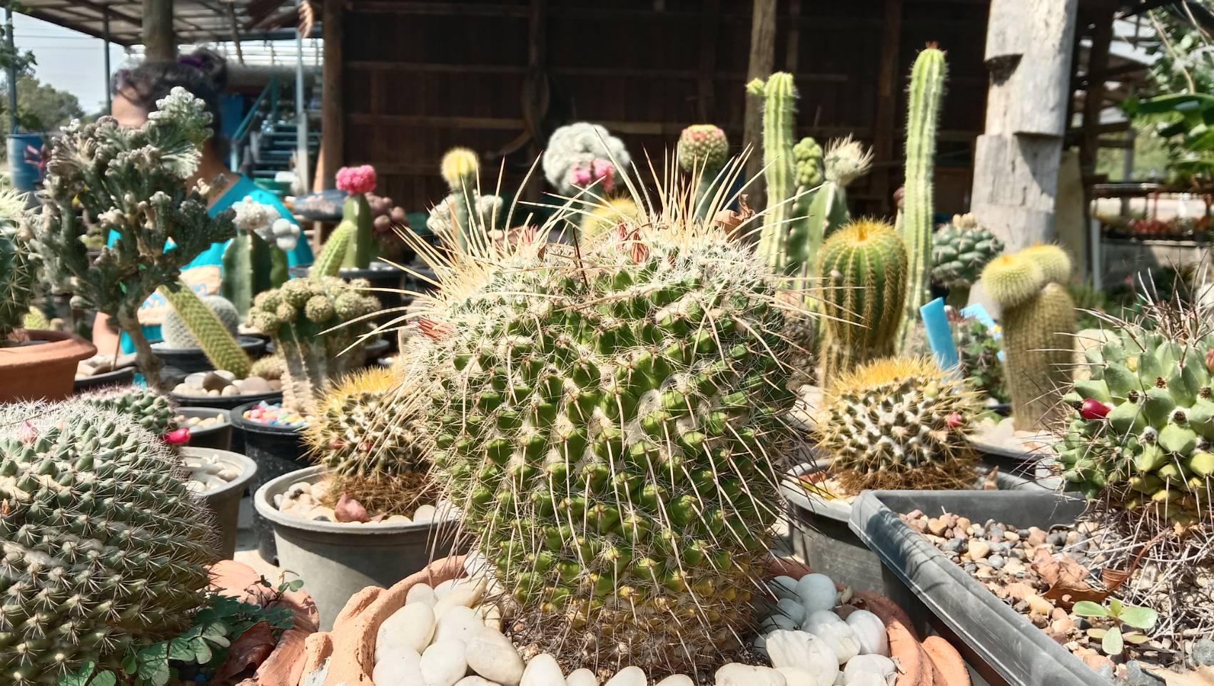 ปลูก กระบองเพชร สร้างรายได้นับหมื่น สาวโคราชเผยเคล็ดลับเลี้ยงแคคตัสให้สวย ปลูก กระบองเพชร สร้างรายได้นับหมื่น สาวโคราชเผยเคล็ดลับเลี้ยงแคคตัสให้สวย