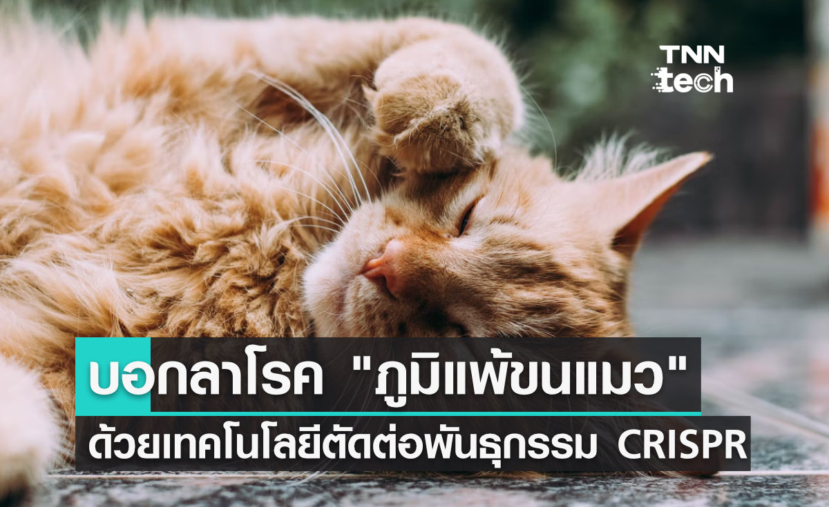 บอกลา "ภูมิแพ้ขนแมว" ด้วยการตัดต่อพันธุกรรม CRISPR ให้คุณกอดน้องเหมียวได้อย่างสบายใจ