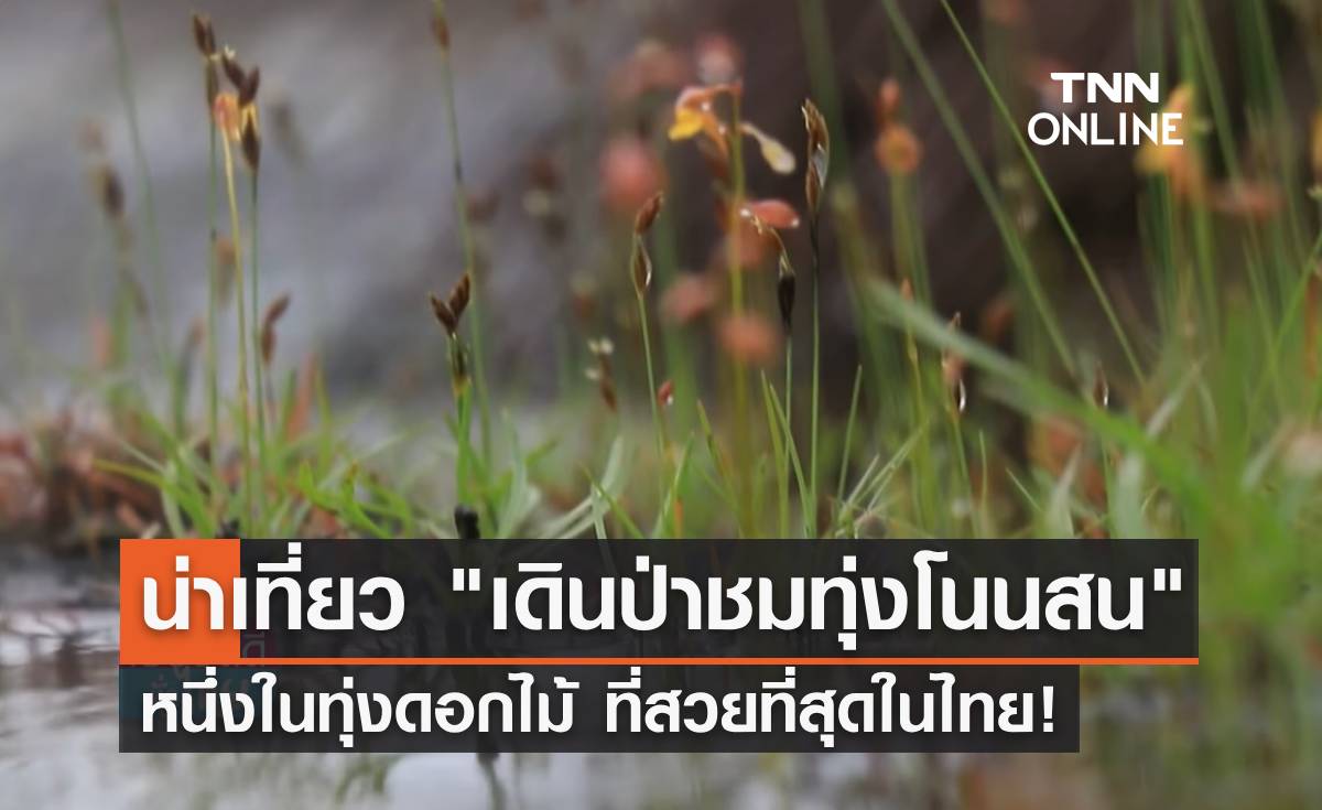 เปิดเส้นทางธรรมชาติ "เดินป่าชมทุ่งโนนสน" หนึ่งในทุ่งดอกไม้สวยที่สุดในไทย!