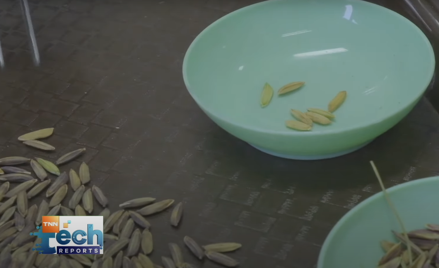 เทคโนโลยีตรวจสอบและพัฒนาสายพันธุ์ข้าว I TNN Tech Reports เทคโนโลยีตรวจสอบและพัฒนาสายพันธุ์ข้าว I TNN Tech Reports