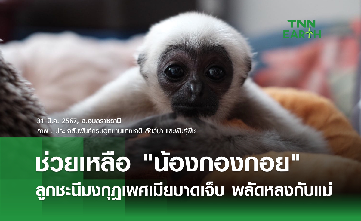 ช่วยเหลือ "น้องกองกอย" ลูกชะนีมงกุฎเพศเมียบาดเจ็บ พลัดหลงกับแม่