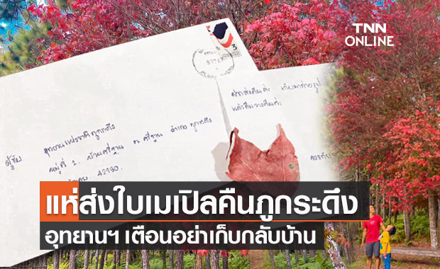 นักท่องเที่ยวแห่ส่ง "ใบเมเปิล" คืน "ภูกระดึง" ล้นทุกปี อุทยานฯ ขออย่าเก็บกลับบ้าน