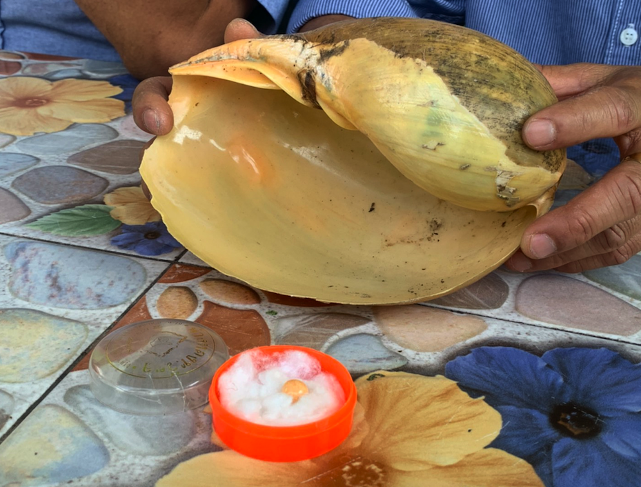 มุกเมโล โผล่อีกเม็ดที่เมืองตรัง เจ้าของรอพิสูจน์ก่อนขาย มุกเมโล โผล่อีกเม็ดที่เมืองตรัง เจ้าของรอพิสูจน์ก่อนขาย