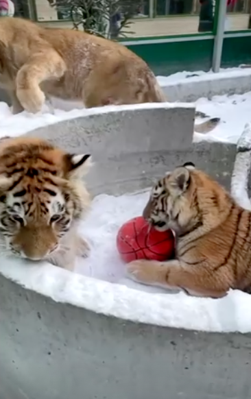 มุ้งมิ้ง!เผยภาพน่ารักเพื่อนแท้ต่างสายพันธุ์ ‘สิงโต-เสือ-สุนัข’เล่นกันอย่างสนุกสนาน มุ้งมิ้ง!เผยภาพน่ารักเพื่อนแท้ต่างสายพันธุ์ ‘สิงโต-เสือ-สุนัข’เล่นกันอย่างสนุกสนาน