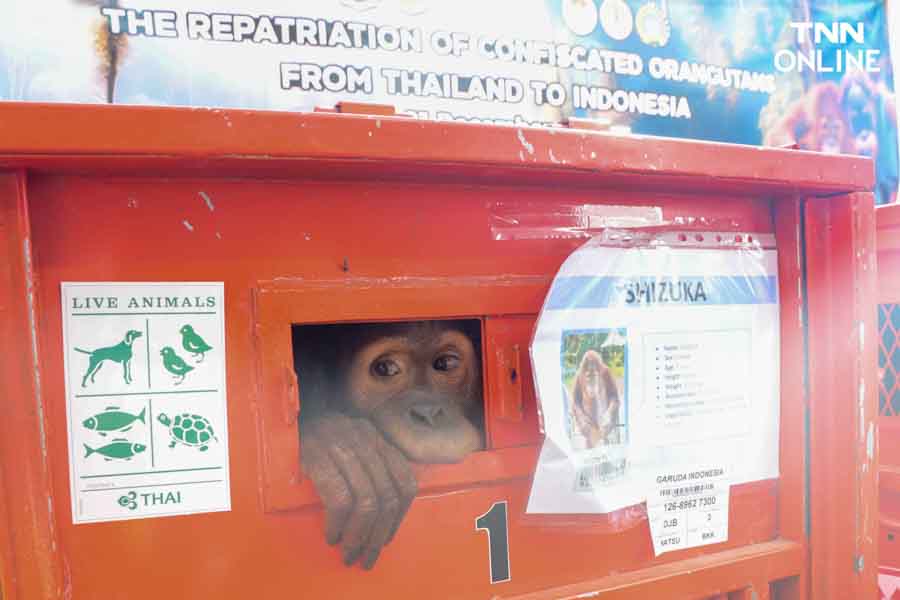 3 อุรังอุตังกลับบ้าน ไทยส่งมอบอุรังอุตังคืนอินโดนีเซีย 3 อุรังอุตังกลับบ้าน ไทยส่งมอบอุรังอุตังคืนอินโดนีเซีย