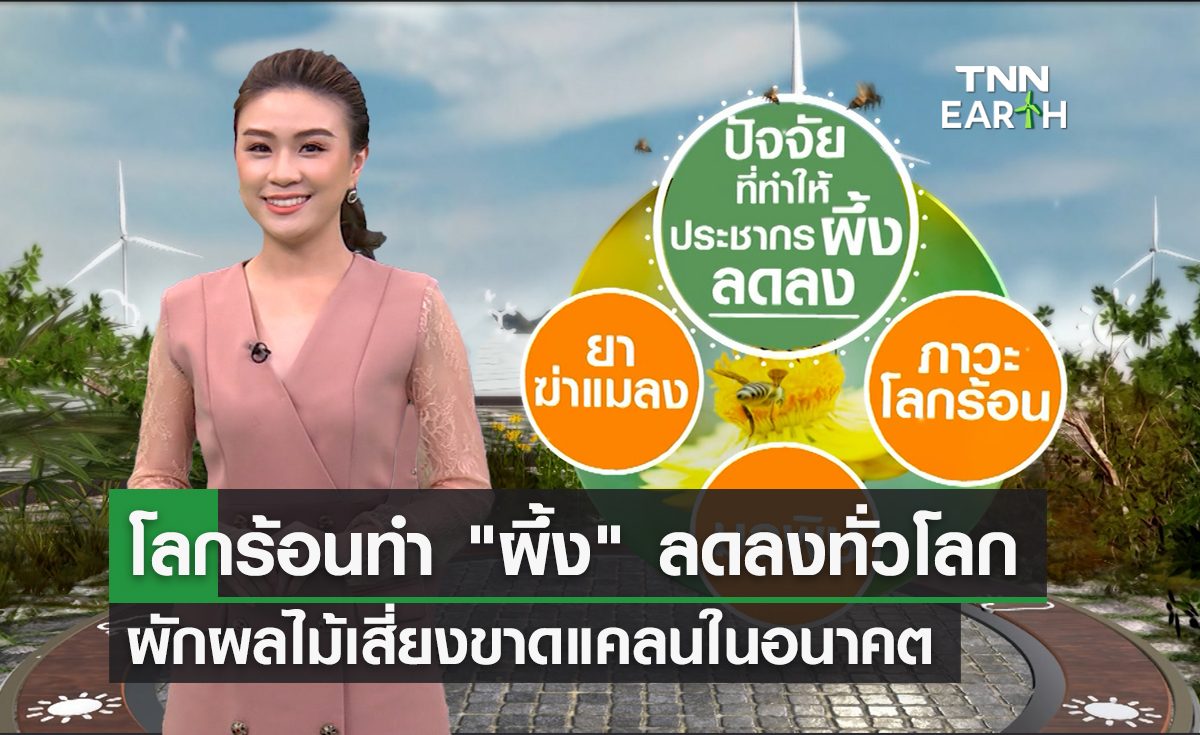 ประชากรผึ้งลดลงทั่วโลก จากภาวะโลกร้อน