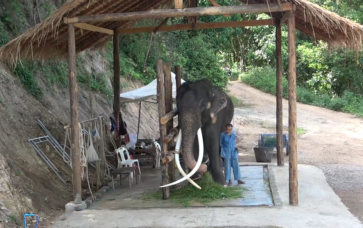 เปิดบ้าน!หลังใหม่ “พลายศักดิ์สุรินทร์” ทำพิธีฮ้องขวัญช้าง 28 ส.ค. นี้ เปิดบ้าน!หลังใหม่ “พลายศักดิ์สุรินทร์” ทำพิธีฮ้องขวัญช้าง 28 ส.ค. นี้