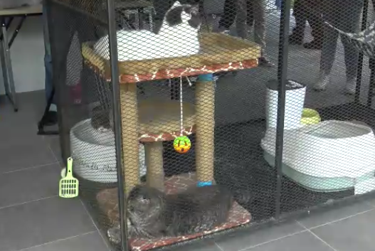 แมวของกลาง ‘กุ๊ก ระยอง ’ซึมเศร้า ไม่ยอมกินอาหาร คาดคิดถึงเจ้าของ แมวของกลาง ‘กุ๊ก ระยอง ’ซึมเศร้า ไม่ยอมกินอาหาร คาดคิดถึงเจ้าของ