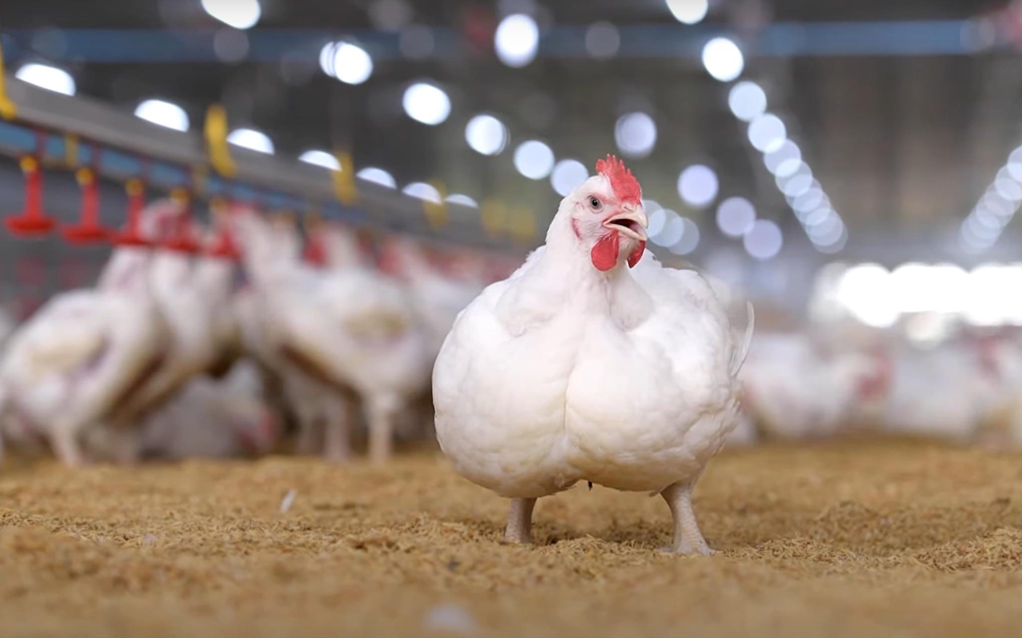 ซีพีเอฟ เดินหน้าใช้ “โปรไบโอติก” เสริมสุขภาพไก่แข็งแรง ไม่ใช้ยาปฏิชีวนะ