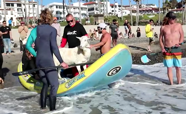 The Goatfather ชายอเมริกัน เล่นเซิร์ฟบอร์ดกับแพะ The Goatfather ชายอเมริกัน เล่นเซิร์ฟบอร์ดกับแพะ