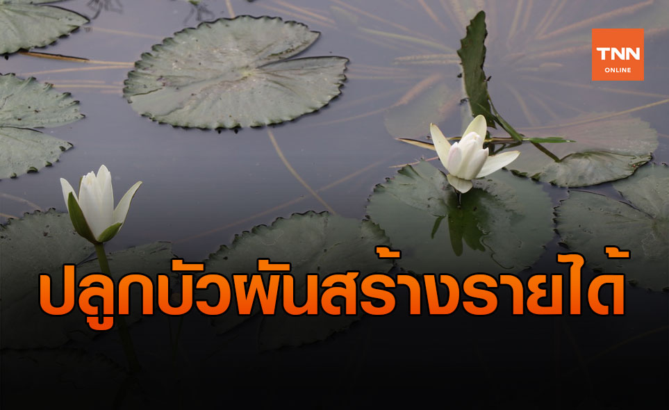 ชาวนาอ่างทอง ปลูกบัวผัน ขายสร้างรายได้งาม