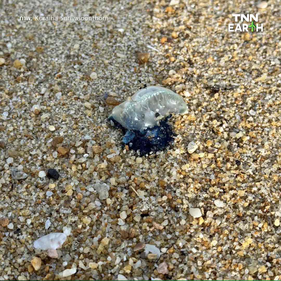 คลื่นลมแรงซัด แมงกะพรุนไฟเรือรบโปรตุเกส เกยหาดบ้านทอน คลื่นลมแรงซัด แมงกะพรุนไฟเรือรบโปรตุเกส เกยหาดบ้านทอน