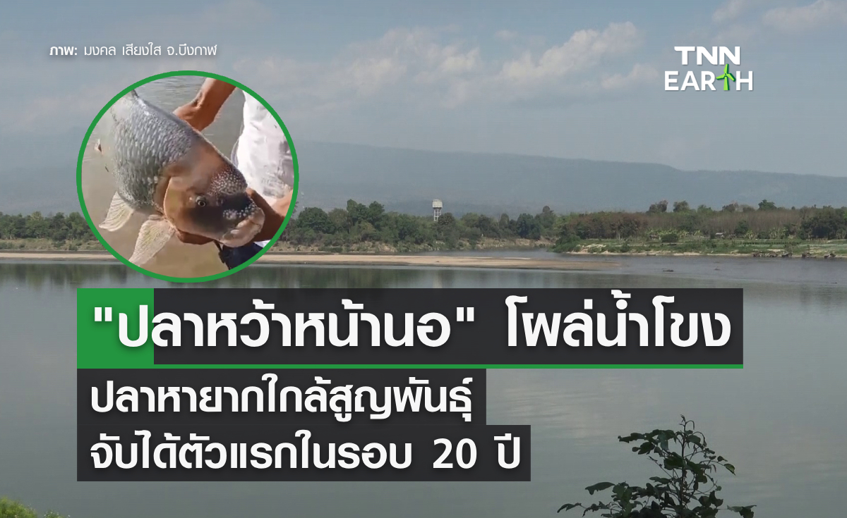 "ปลาหว้าหน้านอ" โผล่น้ำโขง ชาวประมงพื้นบ้านจับได้เป็นครั้งแรกในรอบ 20 ปี 