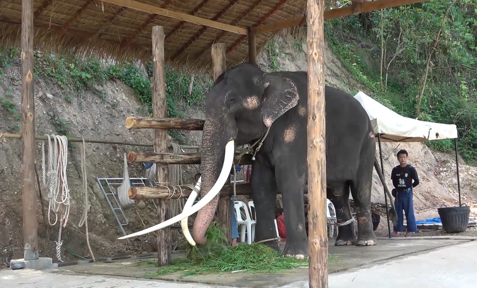 เปิดบ้าน!หลังใหม่ “พลายศักดิ์สุรินทร์” ทำพิธีฮ้องขวัญช้าง 28 ส.ค. นี้ เปิดบ้าน!หลังใหม่ “พลายศักดิ์สุรินทร์” ทำพิธีฮ้องขวัญช้าง 28 ส.ค. นี้