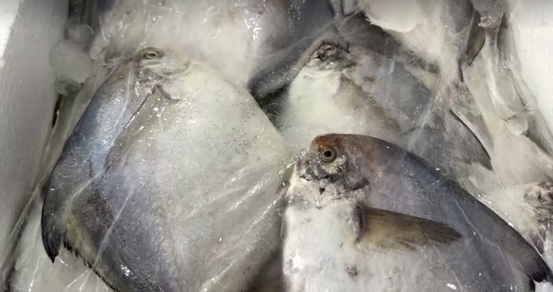 ปล่อยน้ำปนเปื้อนกัมมันตรังสี ไขข้อข้องใจ อาหารทะเลญี่ปุ่น ปลอดภัยเพียงใด? ปล่อยน้ำปนเปื้อนกัมมันตรังสี ไขข้อข้องใจ อาหารทะเลญี่ปุ่น ปลอดภัยเพียงใด?