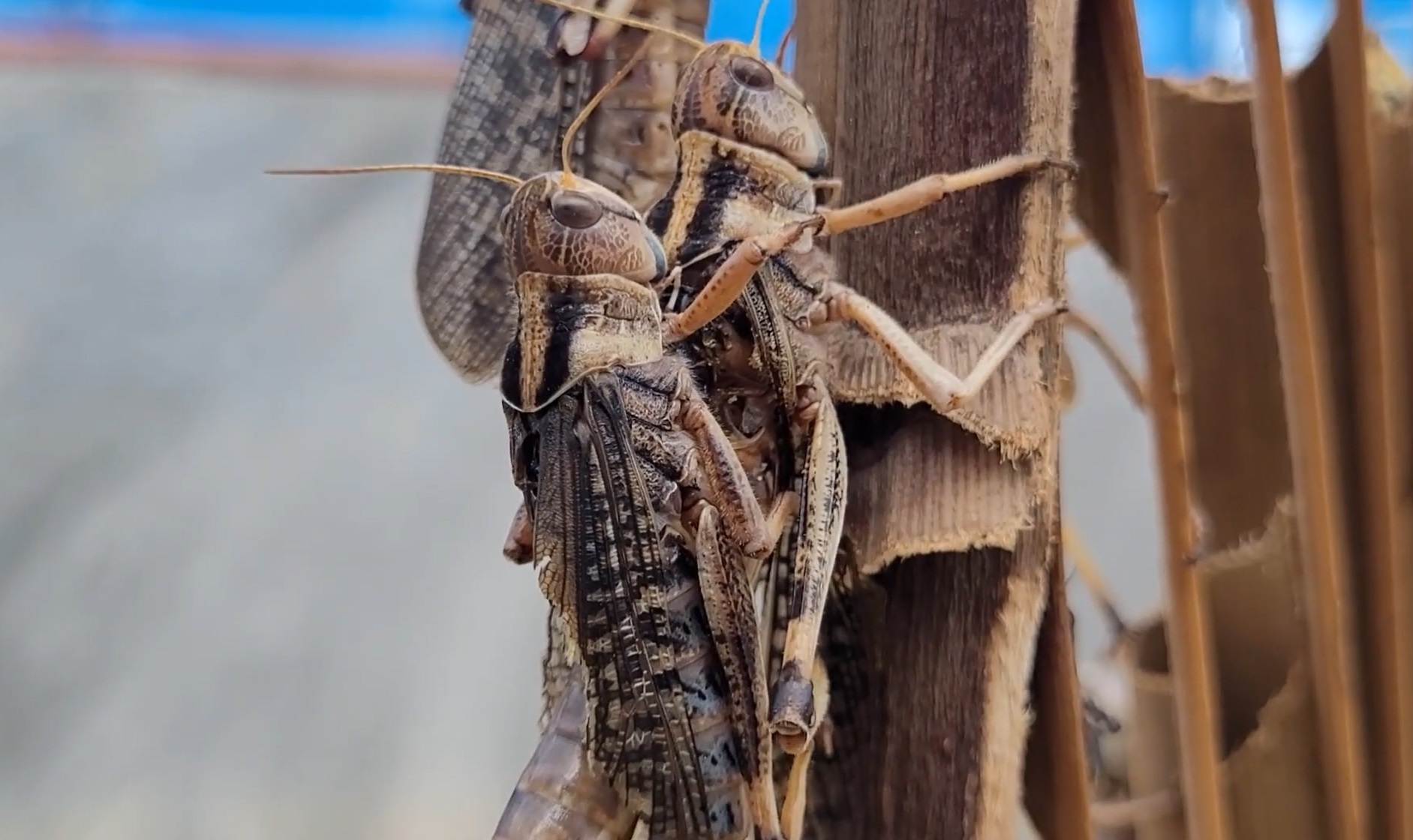 ตั๊กแตนปาทังก้าฟีเวอร์! สร้างรายได้ 3-5 หมื่นบาทต่อเดือน