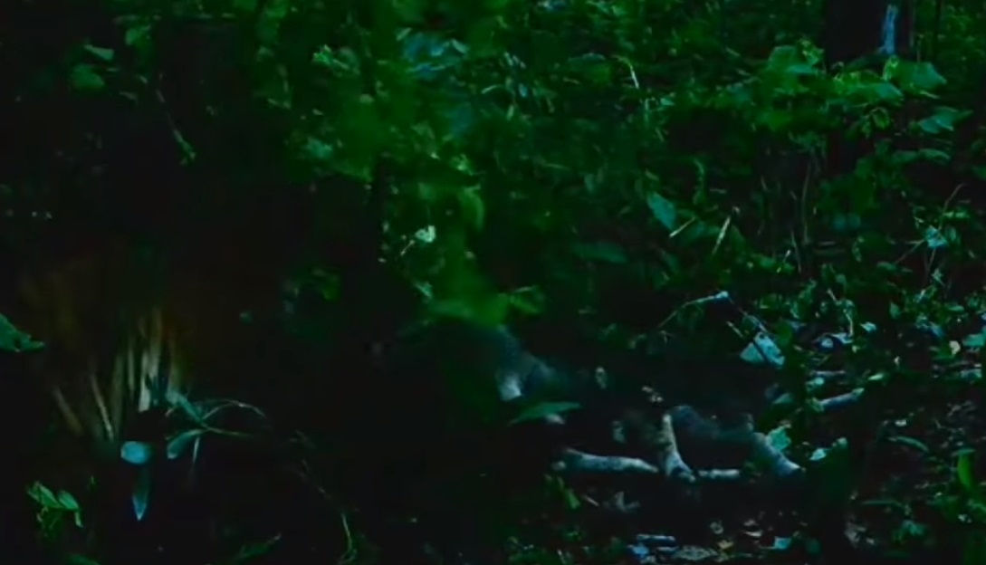 หาดูยาก! เปิดคลิป เสือโคร่ง ที่อุทยานฯแม่วงก์ หาดูยาก! เปิดคลิป เสือโคร่ง ที่อุทยานฯแม่วงก์