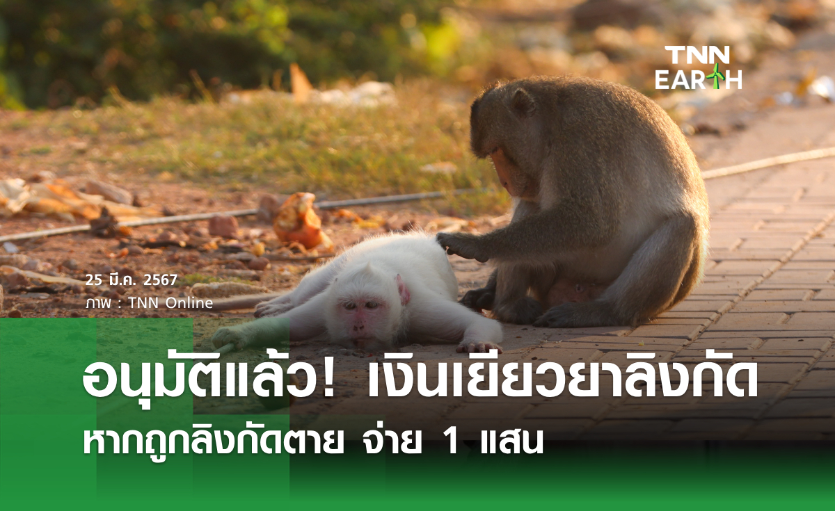 อนุมัติแล้ว! เงินเยียวยาลิงกัด  หากถูกลิงกัดตาย จ่าย 1 แสน