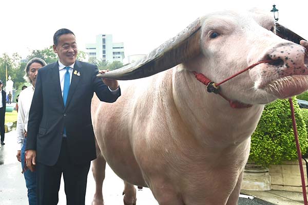 ‘โก้ เมืองเพชร’ เยือนทำเนียบฯ วอนรัฐช่วยดันควายไทยเป็นซอฟต์พาวเวอร์ 