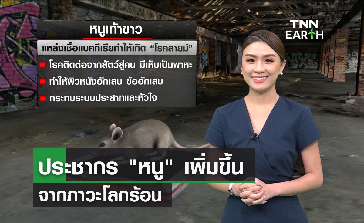 ประชากร "หนู" เพิ่มขึ้น  จากภาวะโลกร้อน
