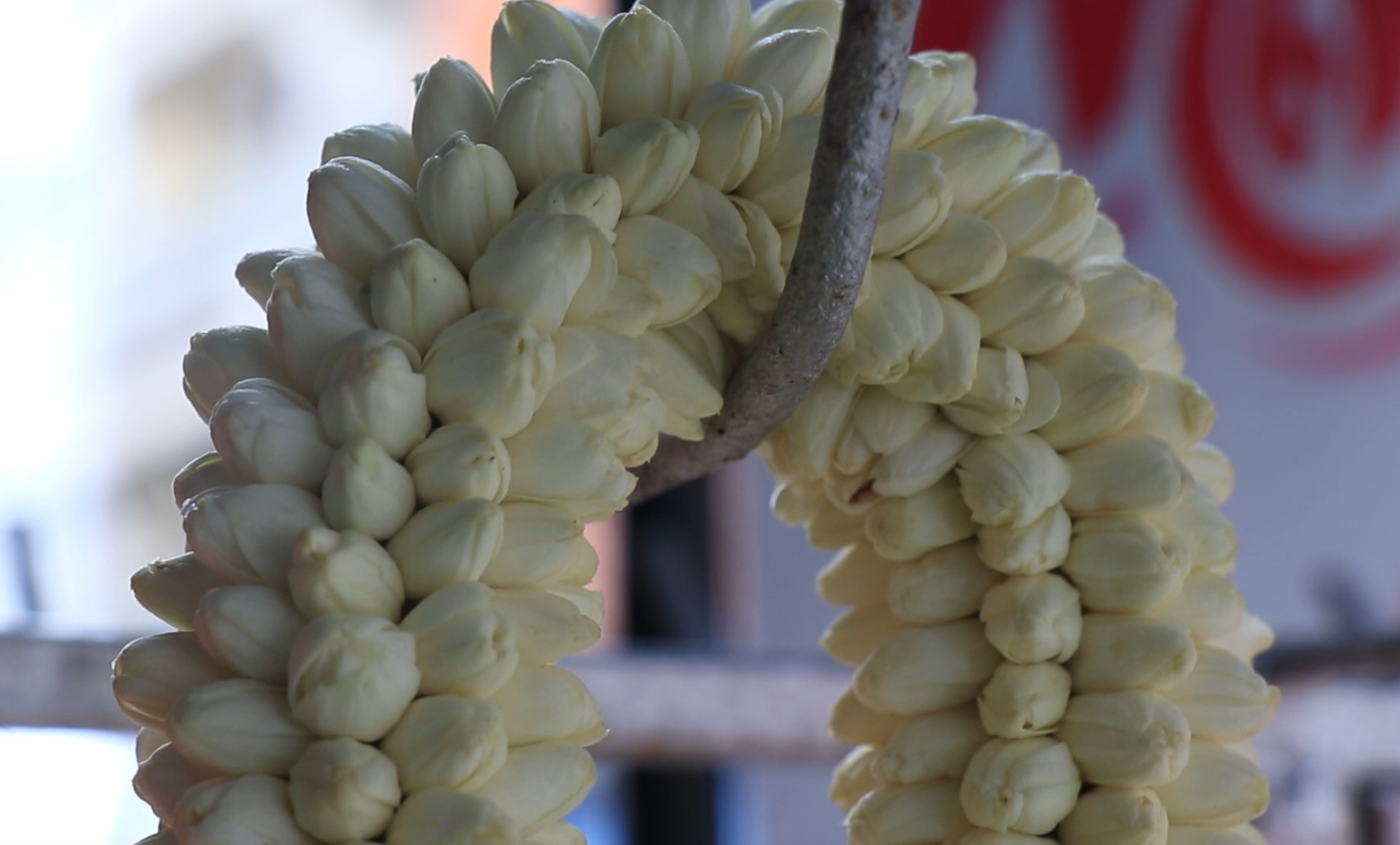 “ดอกมะลิ” ปรับราคาขึ้น!คาดวันแม่พุ่งกก.ละ 1,500 บาท “ดอกมะลิ” ปรับราคาขึ้น!คาดวันแม่พุ่งกก.ละ 1,500 บาท