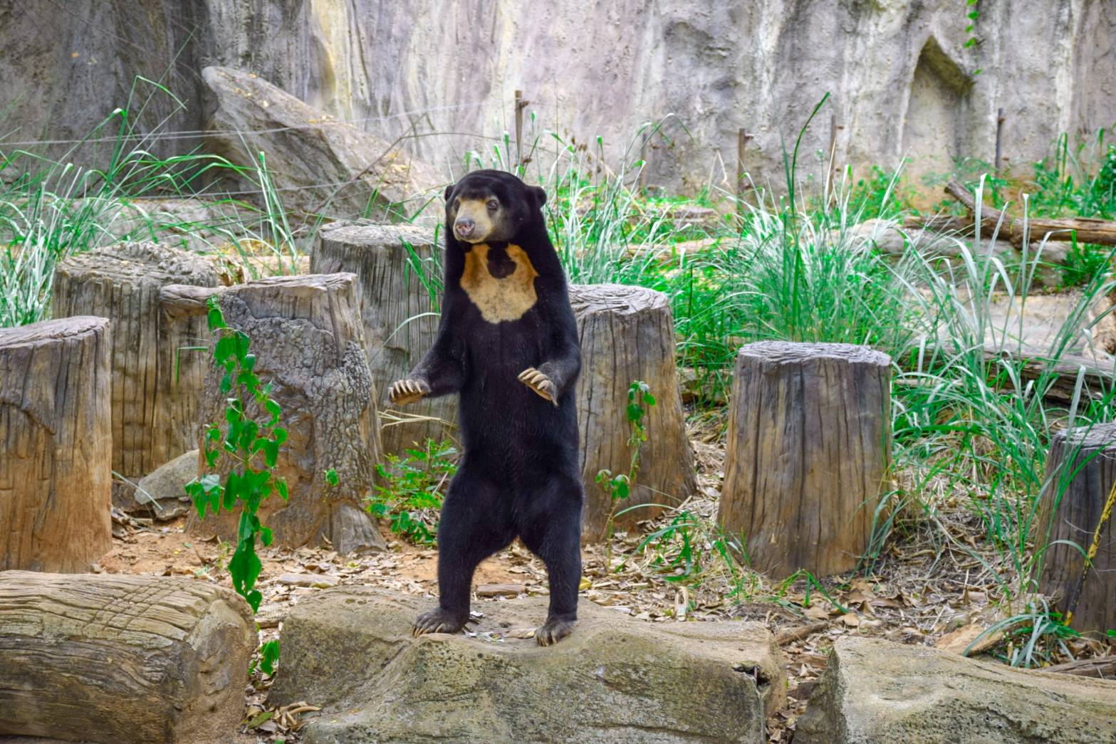 ไขปริศนาไวรัล! “หมีหมายืน 2 ขา” ต่างชาติถกสนั่น! มีคนอยู่ข้างในใช่ไหม? 