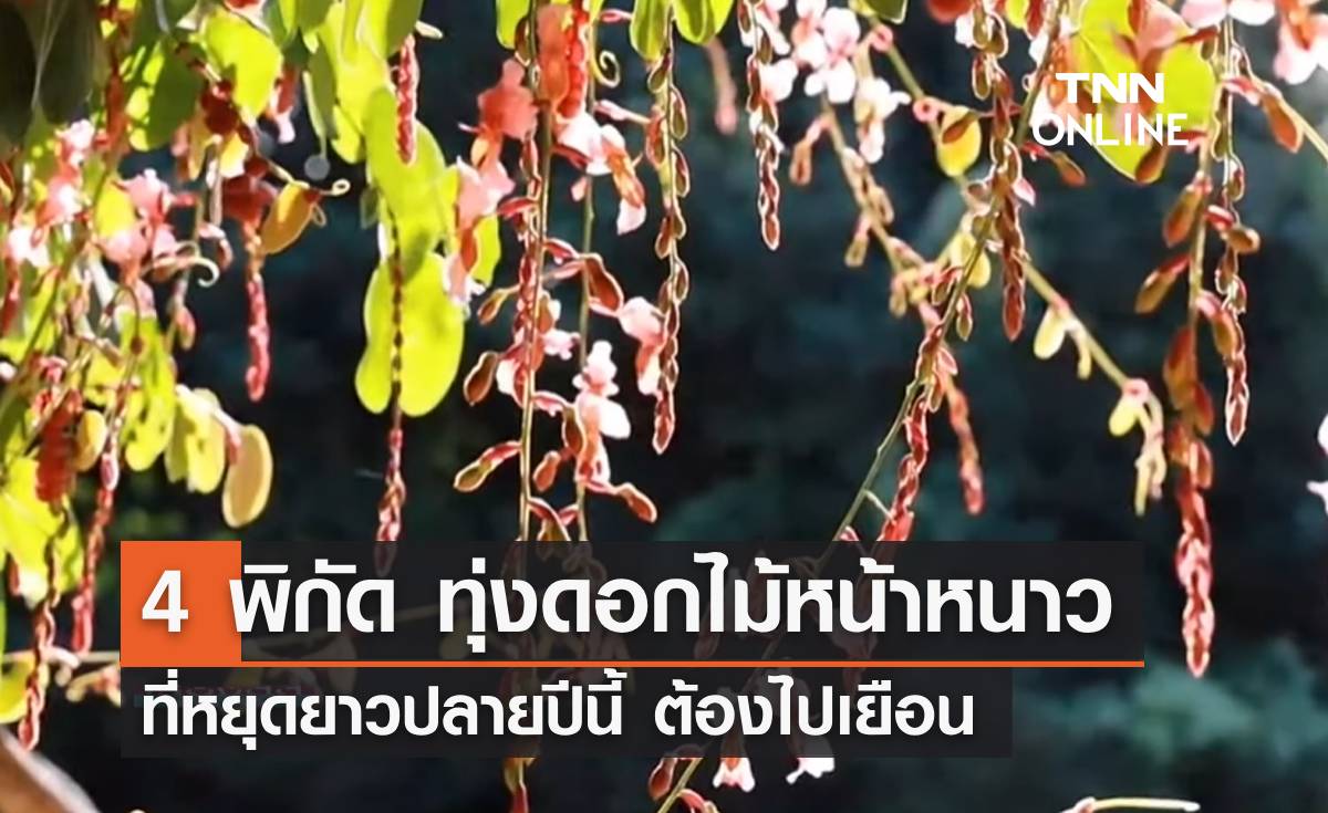 ห้ามพลาด! เปิด 4 พิกัด ทุ่งดอกไม้หน้าหนาว ที่ปลายปีนี้ต้องไปเยือน