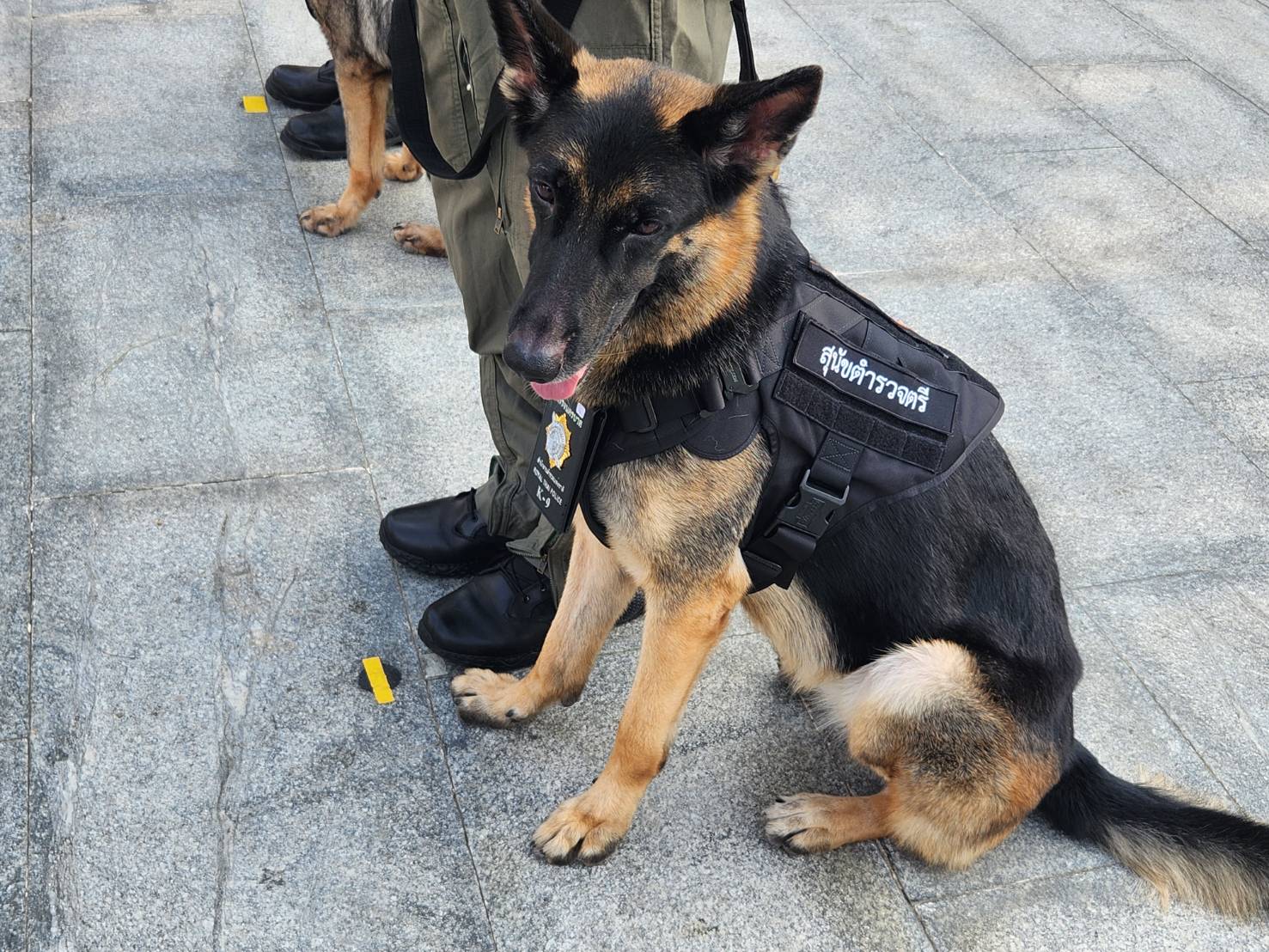 น้องทำดี! ติดยศตำรวจตรี “สุนัข K-9” คลี่คดีดัง“น้องชมพู-ไอซ์หีบเหล็ก”