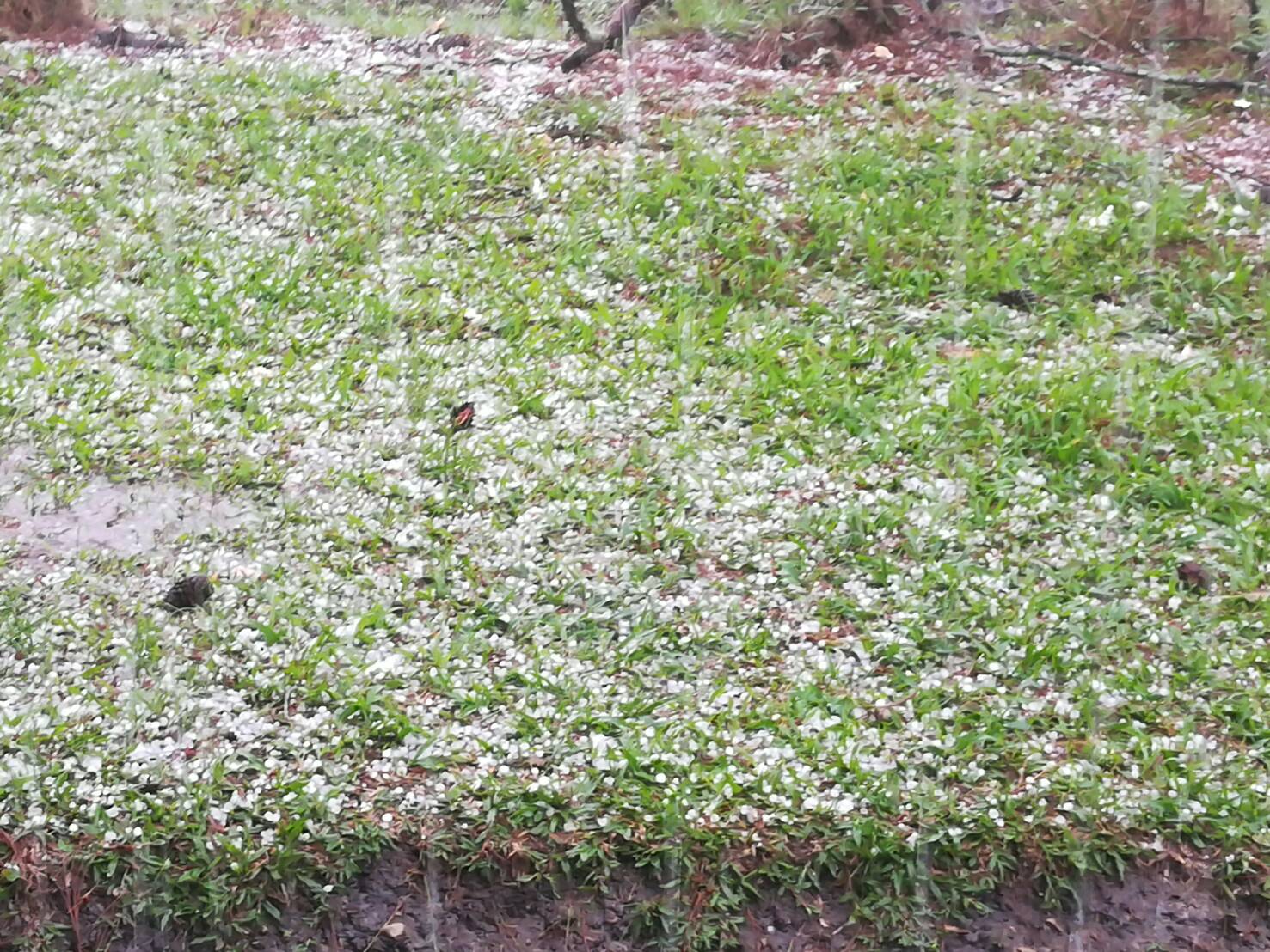 ขาวโพลน! พายุลูกเห็บตกบนยอดภูกระดึง ขาวโพลน! พายุลูกเห็บตกบนยอดภูกระดึง