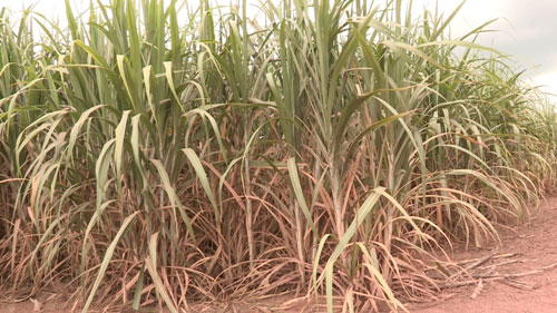 ส่องราคายางพาราไทย ปิดตำนาน “3 โล 100 “ ? ส่องราคายางพาราไทย ปิดตำนาน “3 โล 100 “ ?