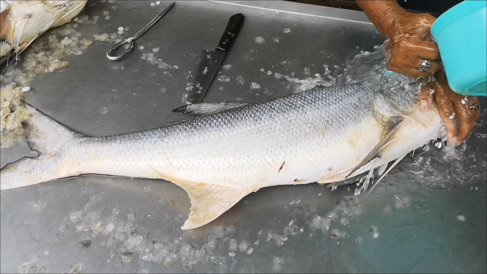 Soft Power กระแส ปลากุเลา แรงต่อเนื่อง ยอดขายพุ่งกว่าร้อยละ 30