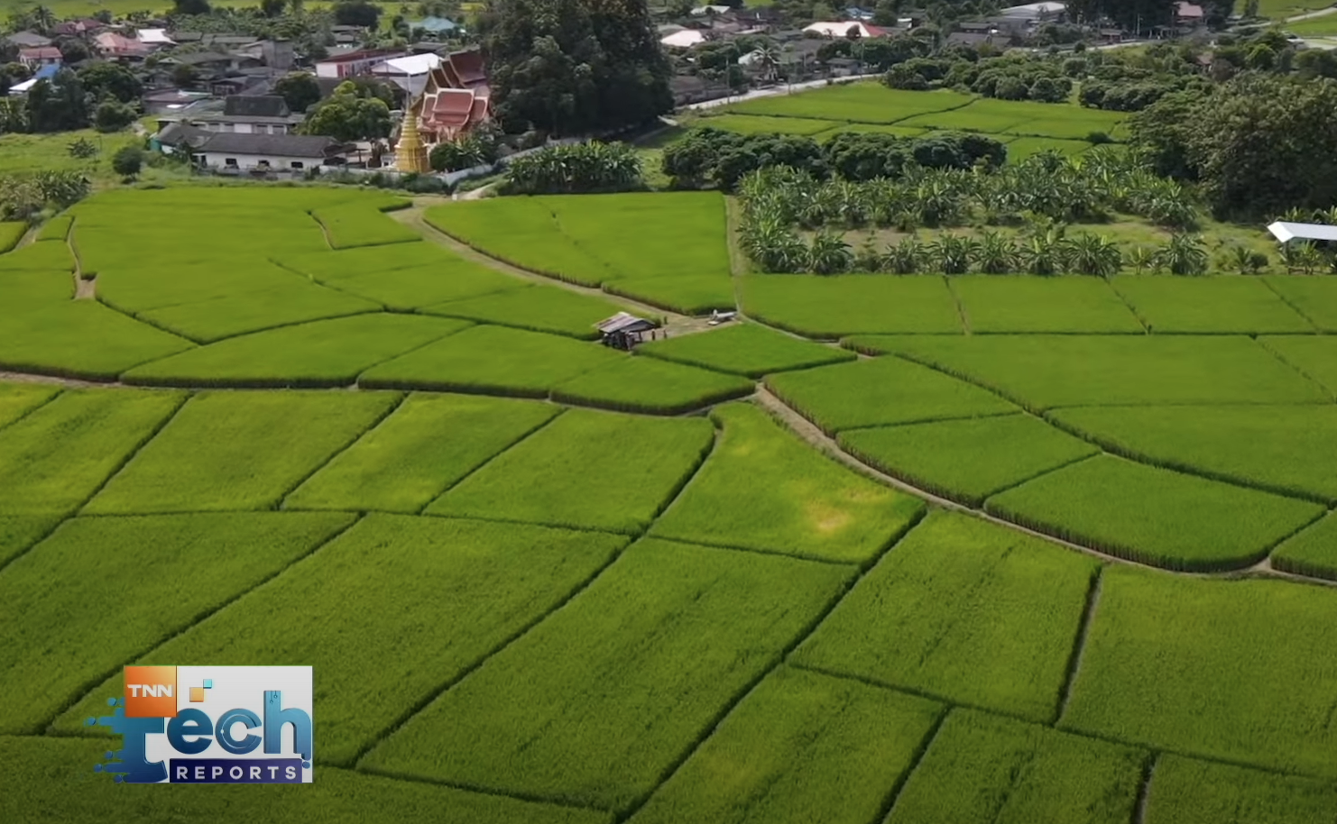 เทคโนโลยีตรวจสอบและพัฒนาสายพันธุ์ข้าว I TNN Tech Reports เทคโนโลยีตรวจสอบและพัฒนาสายพันธุ์ข้าว I TNN Tech Reports
