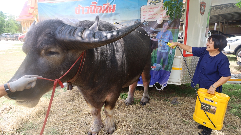 ยลโฉม ควายงาม ค่าตัว 10 ล้านบาท เจ้าของลั่นมีคนให้ราคามากกว่านี้ก็ไม่ขาย!