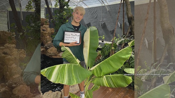 เคน ภูภูมิ เปิดประมูลกล้วยด่าง  ไม่กี่ชั่วโมงได้ราคาเกินแสน (มีคลิป) 