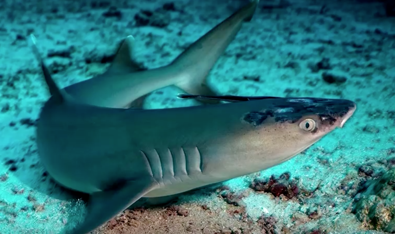 พบฉลามในมาเลเซียป่วยโรคผิวหนังลึกลับยังหาสาเหตุไม่ได้