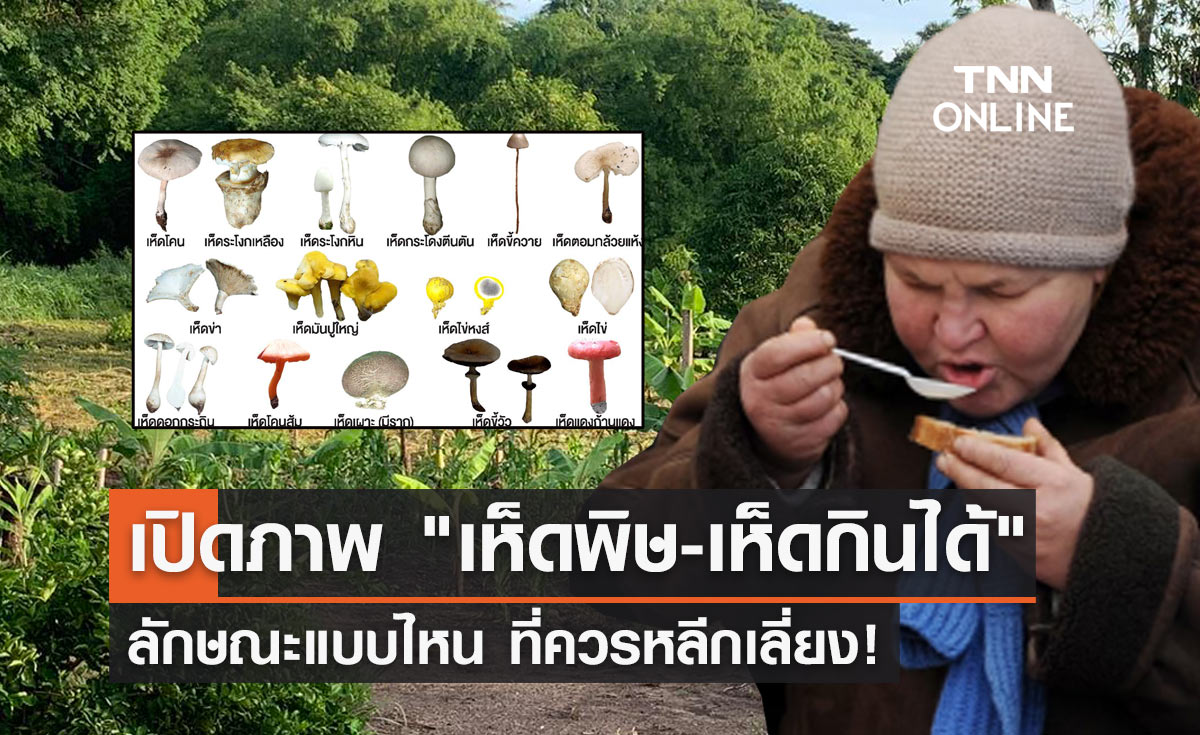 "เห็ดพิษ กับ เห็ดกินได้" มีอะไรบ้าง? ลักษณะแบบไหน ที่ควรหลีกเลี่ยง