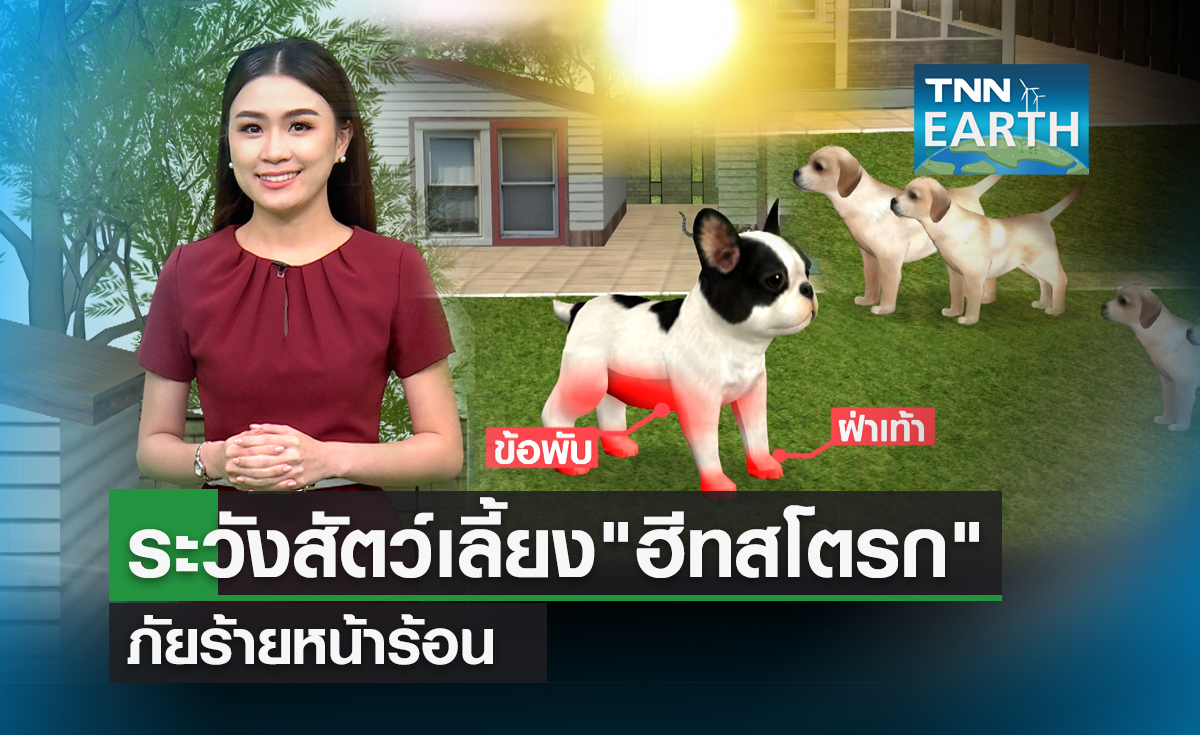 ระวังสัตว์เลี้ยง “ฮีทสโตรก” โรคอันตรายที่มากับความร้อน