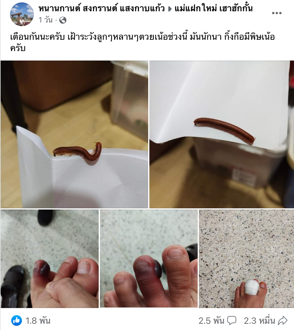 ไขข้อสงสัย กิ้งกือมีพิษไหม? กัดคนได้หรือไม่-อันตรายแค่ไหน ไขข้อสงสัย กิ้งกือมีพิษไหม? กัดคนได้หรือไม่-อันตรายแค่ไหน