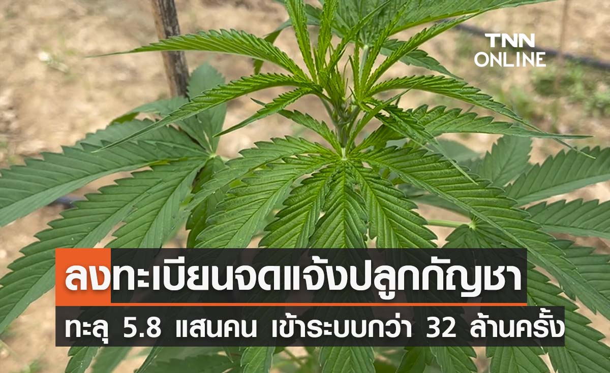 ลงทะเบียนปลูกกัญชาผ่านแอพฯ ปชช.จดแจ้งแล้วกว่า 5.8 แสนคน