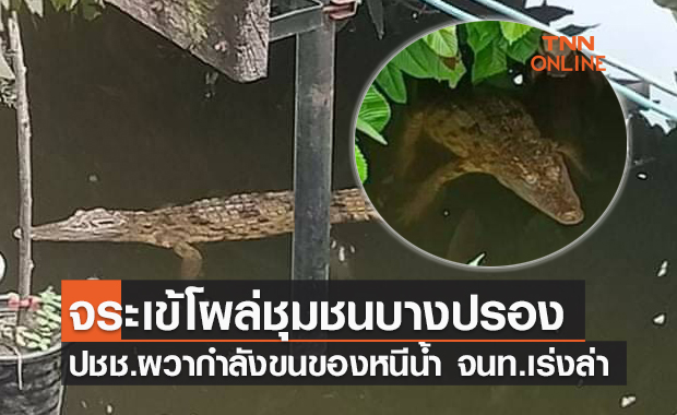 นครสวรรค์ผวา! พบ "จระเข้" ลอยคอกลางชุมชน ส่งทีมไกรทองล่า