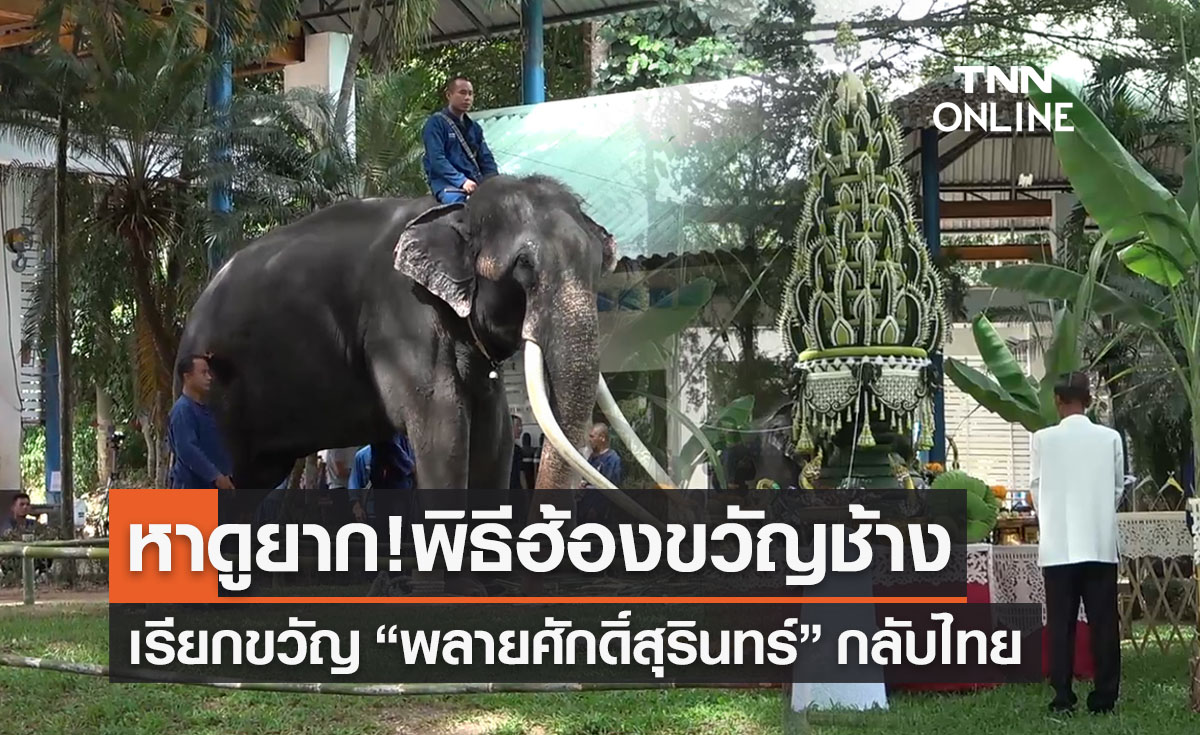 หาดูยาก! เปิดภาพพิธีฮ้องขวัญช้าง เรียกขวัญ “พลายศักดิ์สุรินทร์” กลับไทย