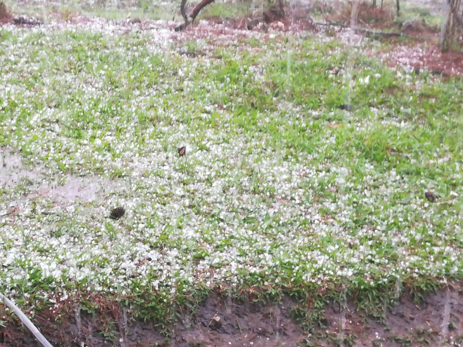 ขาวโพลน! พายุลูกเห็บตกบนยอดภูกระดึง ขาวโพลน! พายุลูกเห็บตกบนยอดภูกระดึง