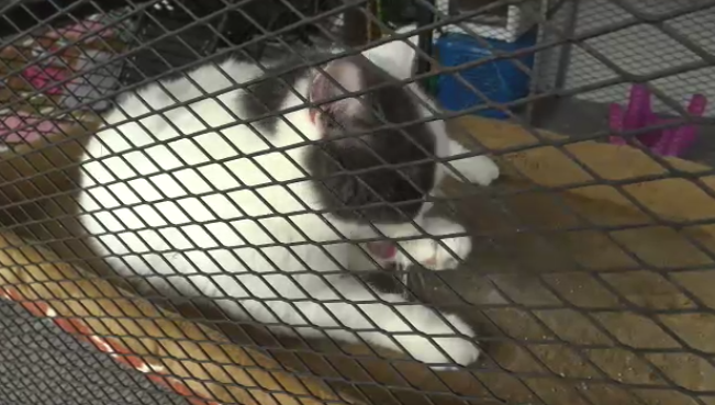 แมวของกลาง ‘กุ๊ก ระยอง ’ซึมเศร้า ไม่ยอมกินอาหาร คาดคิดถึงเจ้าของ แมวของกลาง ‘กุ๊ก ระยอง ’ซึมเศร้า ไม่ยอมกินอาหาร คาดคิดถึงเจ้าของ