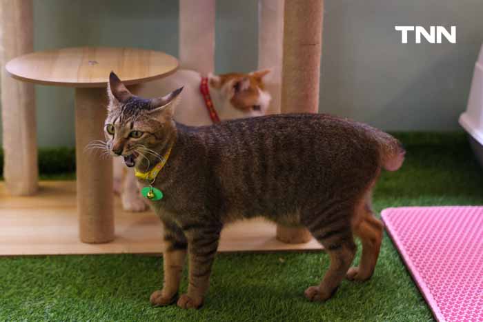 กทม.ชวนหาบ้านให้น้องแมว พบป่ะคนรักสัตว์ในงาน BKK EXPO 2024 กทม.ชวนหาบ้านให้น้องแมว พบป่ะคนรักสัตว์ในงาน BKK EXPO 2024