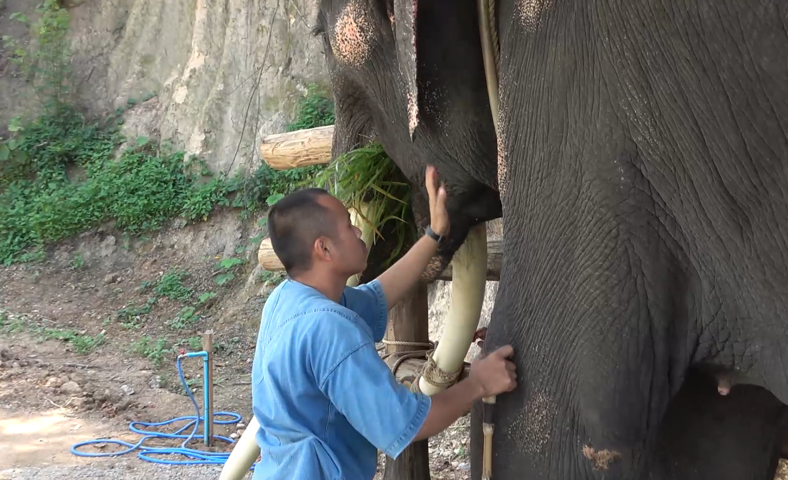 เปิดบ้าน!หลังใหม่ “พลายศักดิ์สุรินทร์” ทำพิธีฮ้องขวัญช้าง 28 ส.ค. นี้ เปิดบ้าน!หลังใหม่ “พลายศักดิ์สุรินทร์” ทำพิธีฮ้องขวัญช้าง 28 ส.ค. นี้
