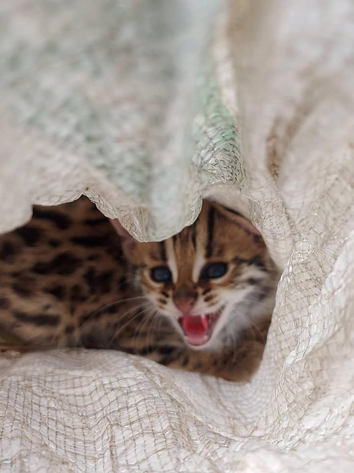 น่าสงสาร! พบลูกแมวดาว พลัดหลงกับแม่ ขณะหนีไฟป่า น่าสงสาร! พบลูกแมวดาว พลัดหลงกับแม่ ขณะหนีไฟป่า