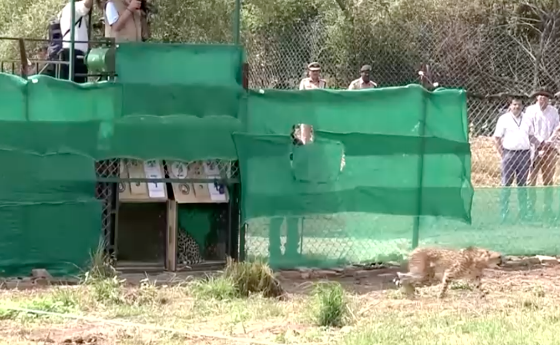 เสือชีตาห์คืนสู่อินเดียหลังสูญพันธุ์ไปนานถึง 70 ปี   