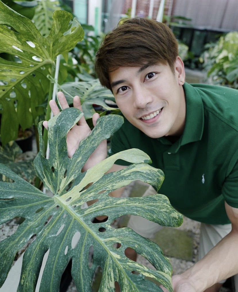 ราคาสูงลิ่ว เคน ภูภูมิ เปิดประมูลกล้วยด่าง ไม่กี่ชั่วโมงปิดที่ 120,000 !! ราคาสูงลิ่ว เคน ภูภูมิ เปิดประมูลกล้วยด่าง ไม่กี่ชั่วโมงปิดที่ 120,000 !!