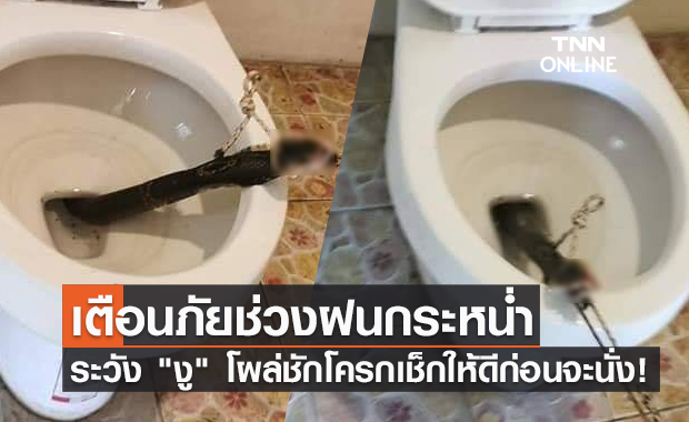 เช็กดีๆก่อนใช้! เตือนภัยช่วงฝนกระหน่ำระวัง "งู" โผล่จากชักโครก